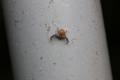 Pycnaxis truciformis