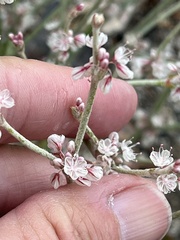 Eriogonum rupinum