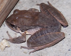 Eleutherodactylus inoptatus