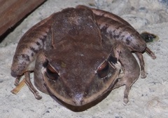 Eleutherodactylus inoptatus
