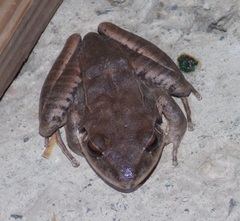 Eleutherodactylus inoptatus