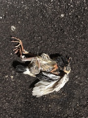 Columba livia domestica