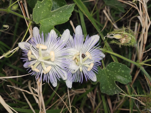 Image of Passiflora arizonica by (c) Tereka Lasso, some rights reserved (CC BY-SA)