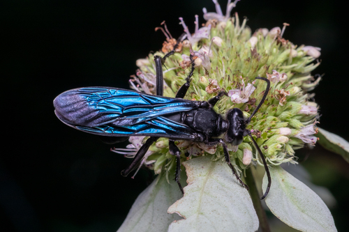 Great black wasp