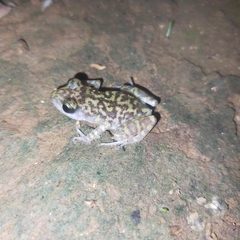 Eleutherodactylus interorbitalis