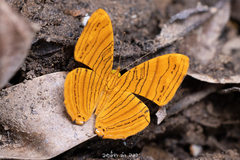 Chersonesia intermedia