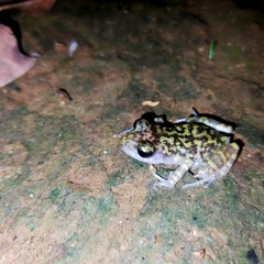 Eleutherodactylus interorbitalis