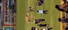 Camelus