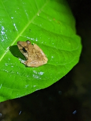 Pristimantis charlottevillensis