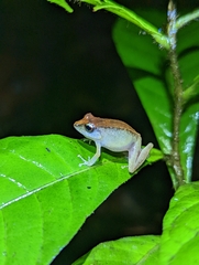 Pristimantis urichi