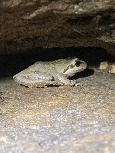 iNaturalist observation photo of Pacific chorus frog
