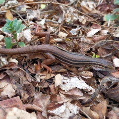 Aspidoscelis costatus