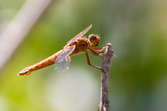 Libellula croceipennis