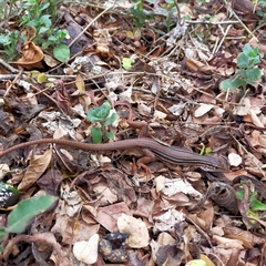 Aspidoscelis costatus