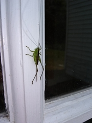 Conocephalus strictus