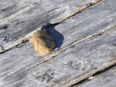 Choristoneura albaniana