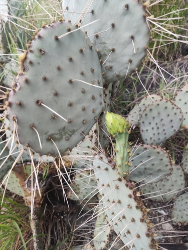 Image of Opuntia gosseliniana by (c) Tereka Lasso, some rights reserved (CC BY-SA)