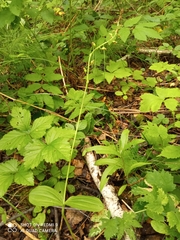 Neottia ovata