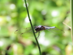 Libellula foliata