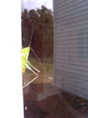 Conocephalus strictus