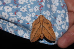 Syssphinx bisecta