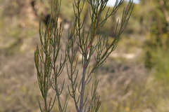 Gyrostemon racemiger