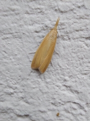 Schoenobiinae