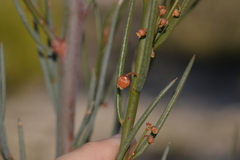 Gyrostemon racemiger