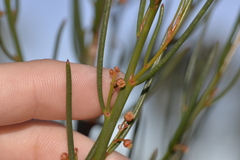 Gyrostemon racemiger