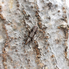 Ptychoderes rugicollis