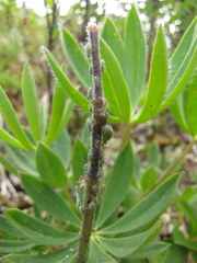 Macrosiphum albifrons
