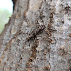 Ptychoderes rugicollis
