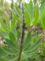 Macrosiphum albifrons