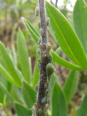 Macrosiphum albifrons