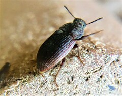 Blapstinus castaneus