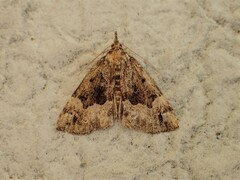 Hypena palparia