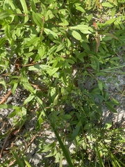 Lindernia anagallidea