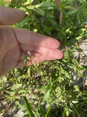 Lindernia anagallidea