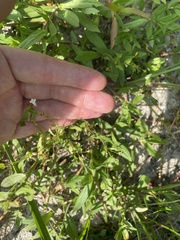 Lindernia anagallidea