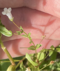 Lindernia anagallidea