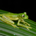 Greater Andean Glassfrog - Photo (c) Ross Maynard, some rights reserved (CC BY-NC), uploaded by Ross Maynard