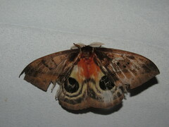 Automeris postalbida