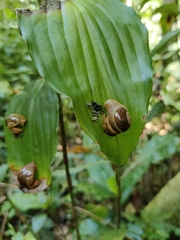 Megaustenia imperator
