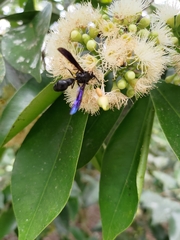 Pseudozumia indosinensis