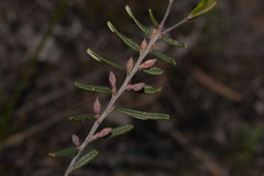 Bossiaea eriocarpa