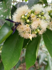 Pseudozumia indosinensis