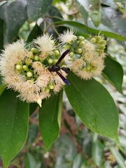 Pseudozumia indosinensis