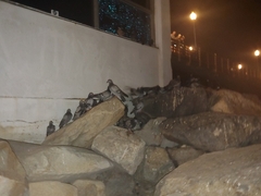 Columba livia domestica