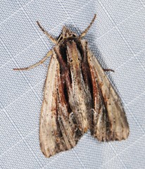 Apamea verbascoides