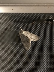 Acronicta